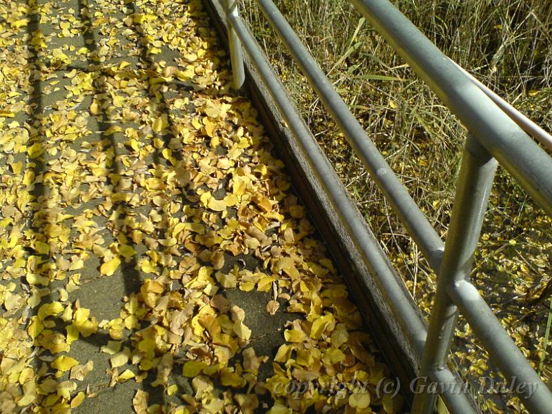 Golden leaves, Autumn, Univesity of New EnglandDSC00637.JPG